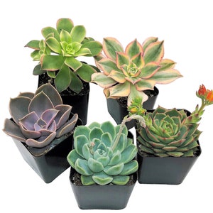 5-PACK Succulent Plants, 2" Assorted Potted Succulents