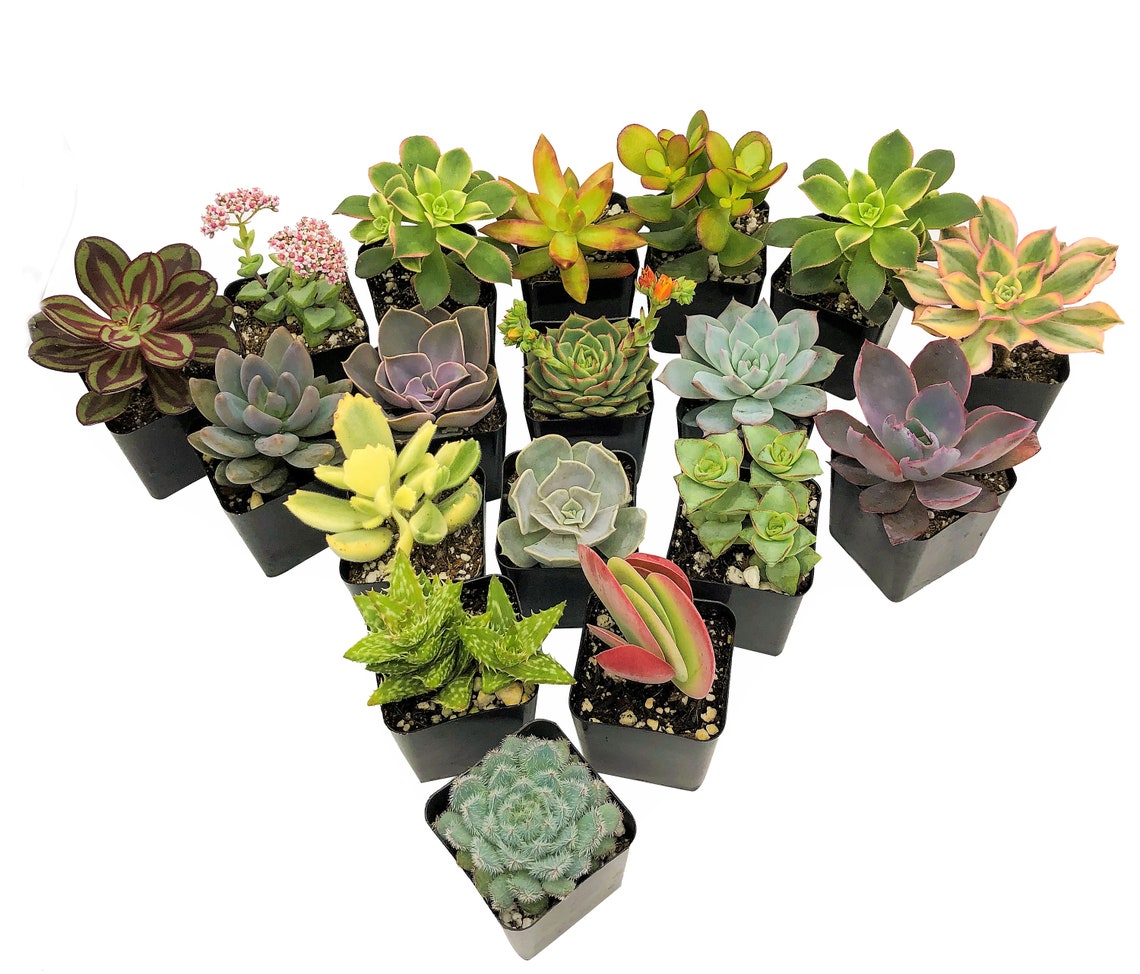 5PACK Succulent Plants 2 Assorted Potted Succulents Etsy