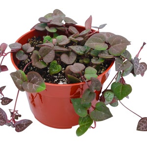 String of Hearts 4" Live Succulent Hanging Plant By, The Succulent Cult