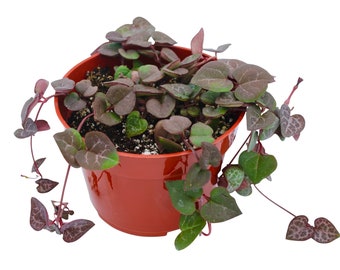 String of Hearts 4" Live Succulent Hanging Plant By, The Succulent Cult