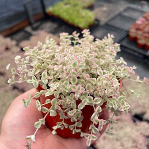 4" Little Missy Sedum Live Succulent Hanging Plant By, The Succulent Cult