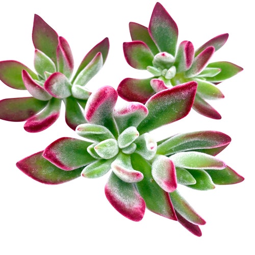 Echeveria Pulvinata Ruby,3 Rare Succulent Cuttings By The Succulent Cult