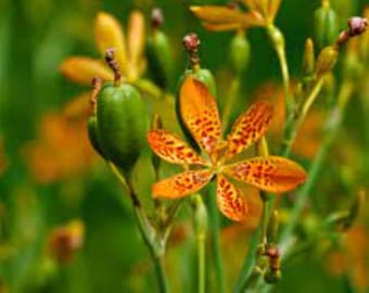 Blackberry Lily Etsy