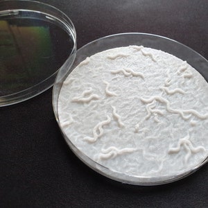 C. elegans plate of worms (3D print)