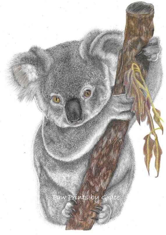 Edición limitada caritativa Koala impresión / lápiz de color - Etsy México Edición limitada caritativa Koala impresión / lápiz de color - Etsy México
