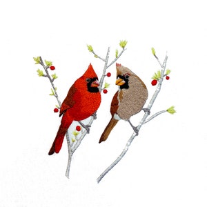 May include: Two cardinals perched on a branch with red berries. One cardinal is red with a black head and the other is brown with a gray head.