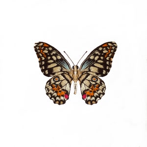 May include: A detailed illustration of a butterfly with open wings, showcasing intricate patterns. The butterfly features black, orange, and tan markings on its wings, with a white background. The antennae are thin and black.