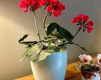Deep pink crepe paper geranium in ceramic pot
