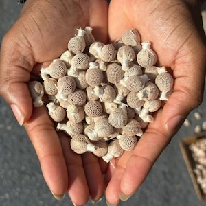 Detoxifying Yoni Pearls
