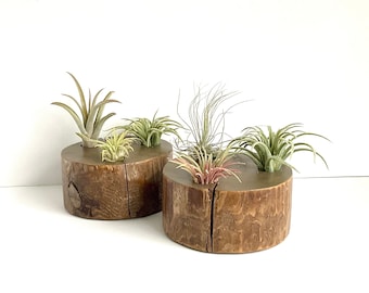 Reclaimed Cedar Air Plant Holder Set of 2, Rustic Farmhouse Decor