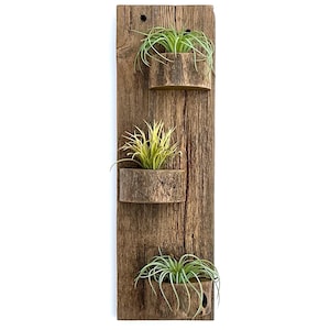 Reclaimed Wood Air Plant Wall Holder, Rustic Air Plant Wall Display