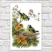 see more listings in the Animals, birds section