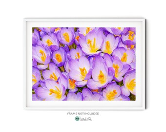 Wydruk ze zdjęciem krokusów, fotografia fioletowych kwiatów wiosennych, sztuka ścienna z motywem natury dla ogrodników-amatorów, wydruk ze sztuką botaniczną do nowoczesnego wystroju wiejskiego domu