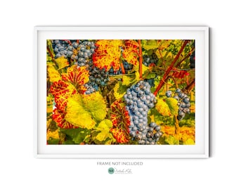 Purple Grapes Print, Fine Art Vine Photography,  Vineyard Wall Art, Large Fruit Art Print, Wine Country Poster, Gift Idea for Wine Lovers