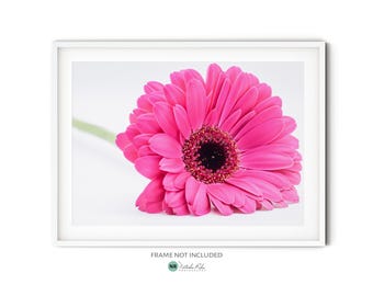 Pink Gerbera Daisy Flower Photography Print || Minimalist Modern Floral Wall Art Poster for Spring Themed or Feminine Room Decor