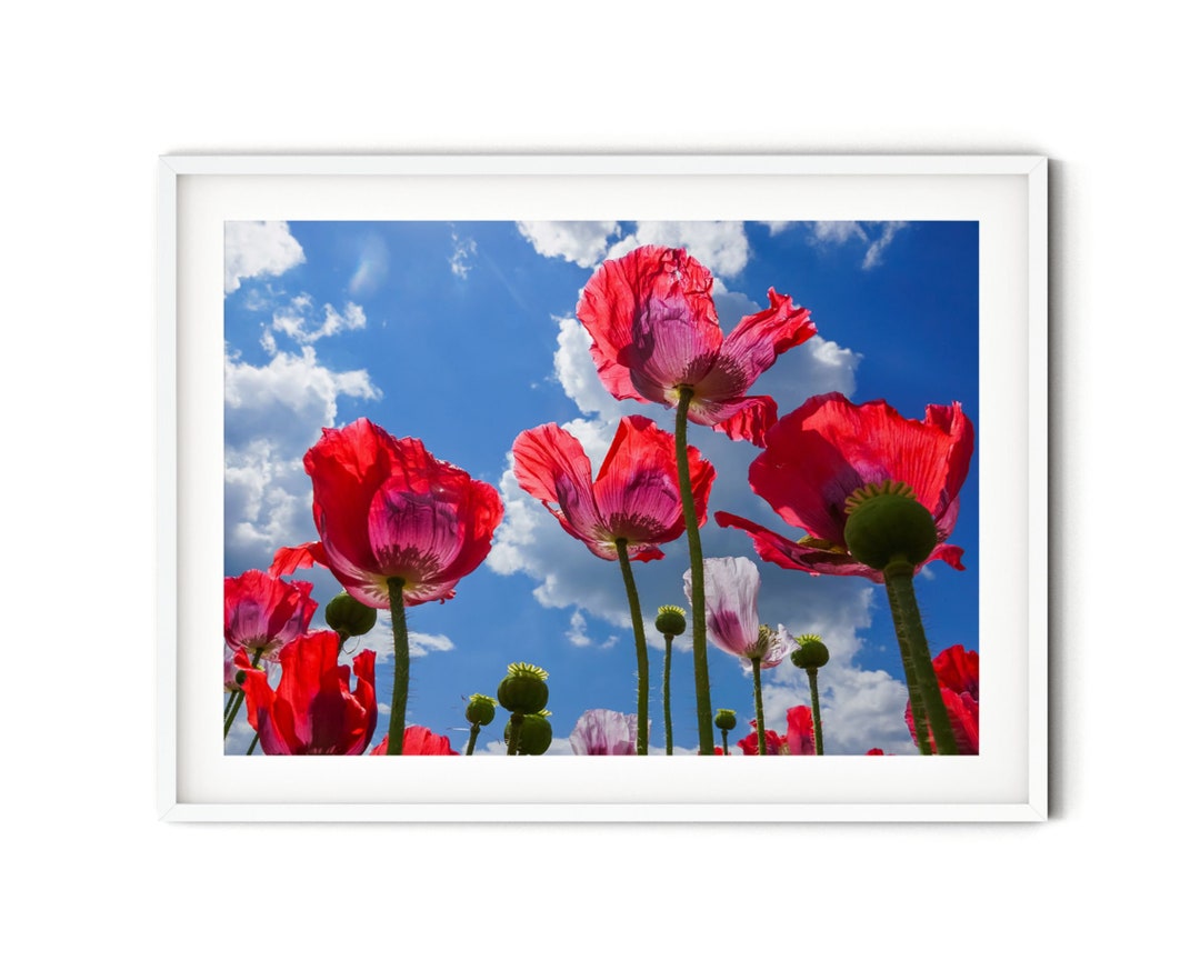 Red Poppy Wall Art, Summer Flower Photography Print, Large Wildflower