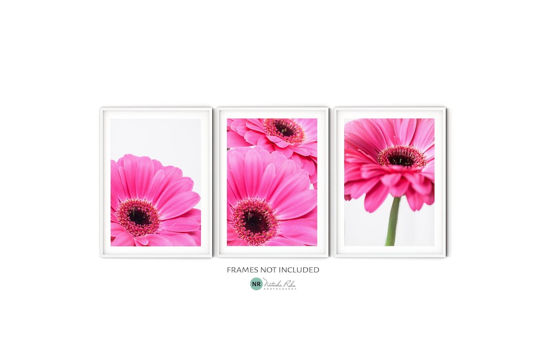 Pink Daisy Wall Art Set of 3 Prints, Fine Art Flower Photography ...