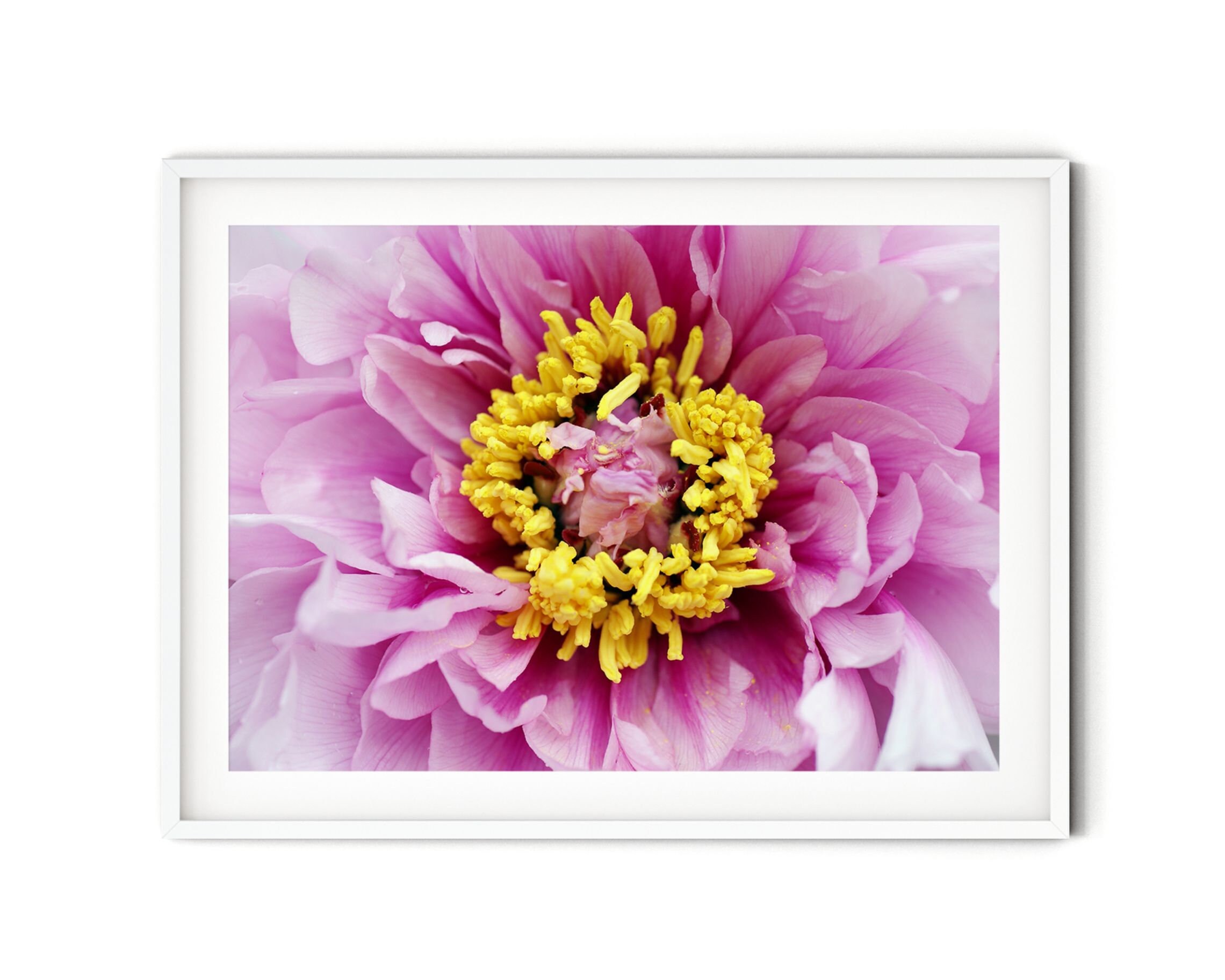 Pink Peony Print Fine Art Peony Photography Pastel Floral - Etsy