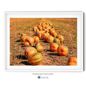 Peut inclure: Un champ de citrouilles alignées, avec des citrouilles de différentes nuances d'orange et de vert. Les citrouilles sont dans un champ d'herbe sèche et de terre. Les citrouilles sont alignées et mènent à l'horizon.