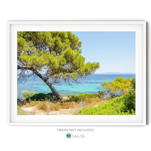 Op de afbeelding: Een grote groene boom met takken die zich uitstrekken over een turquoise blauwe oceaan. De boom staat op een zandstrand met groene struiken en gras.