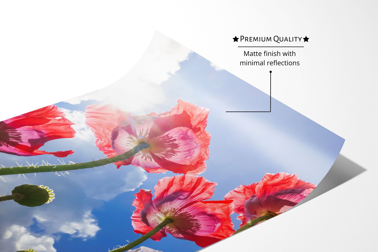 Red Poppy Wall Art Set of 2 Fine Art Photography Prints, Botanical ...