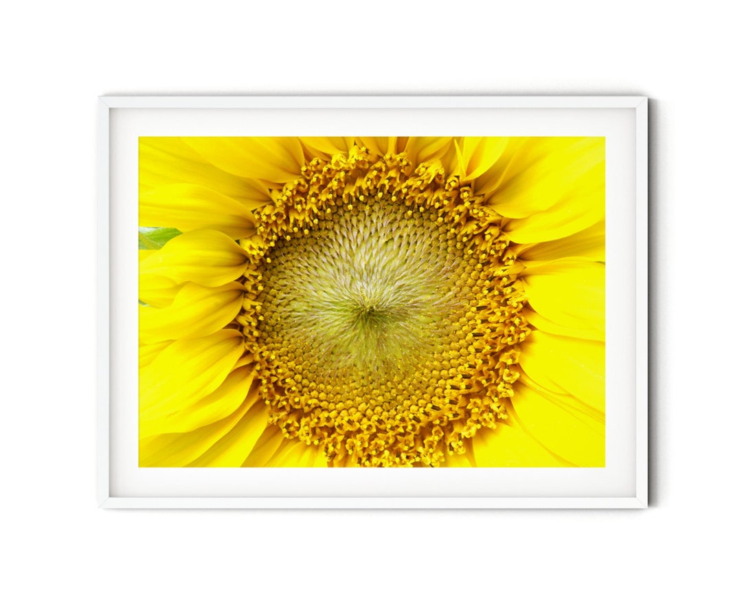Yellow Sunflower Print Fine Art Flower Photography Rustic - Etsy