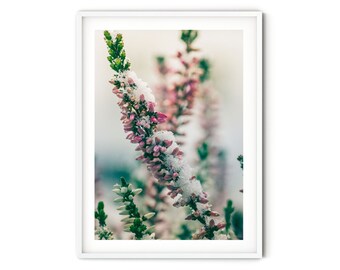 Pink Heather Flower Print, Fine Art Winter Photography, Snow Covered Frosted Flower Photo, Floral Christmas Wall Art, Botanical Art Print