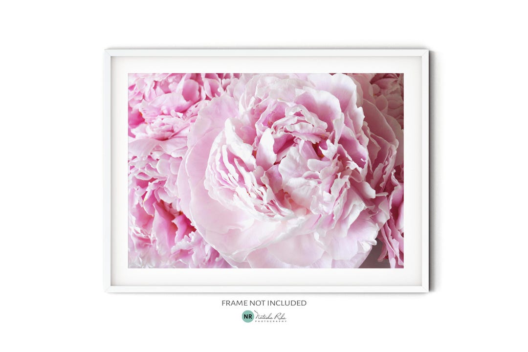 Blush Pink Peony Print, Fine Art Flower Photography, Pastel Pink Floral ...