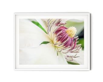 Weiße Clematis Foto, Fine Art Blumenfotografie, Frühlingsblüte Poster, botanisches Wandbild, floraler Kunstdruck, Deko im Landhausstil