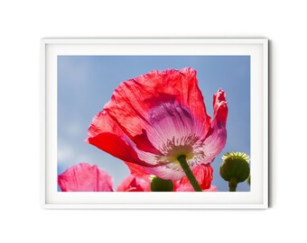 Red Poppy Flower Print, Fine Art Poppy Photography, Summer Wildflower Wall Art, Botanical Nature Art Print, Floral Farmhouse Decor