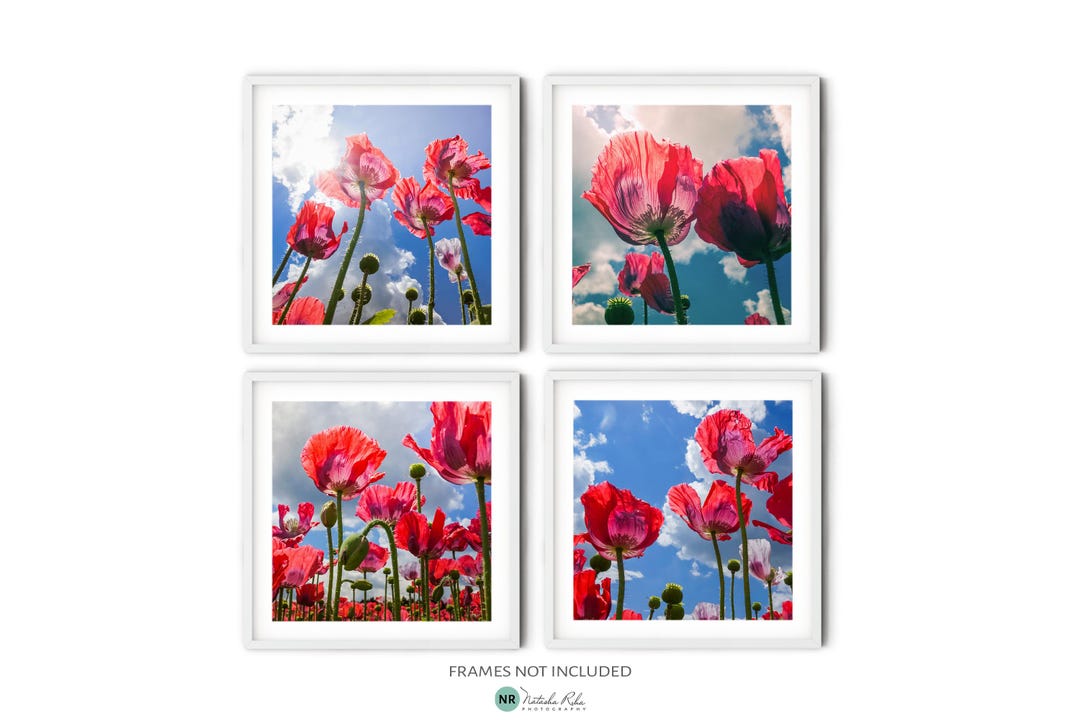 Red Poppy Wall Art Set of 4 Square Fine Art Photography Prints ...