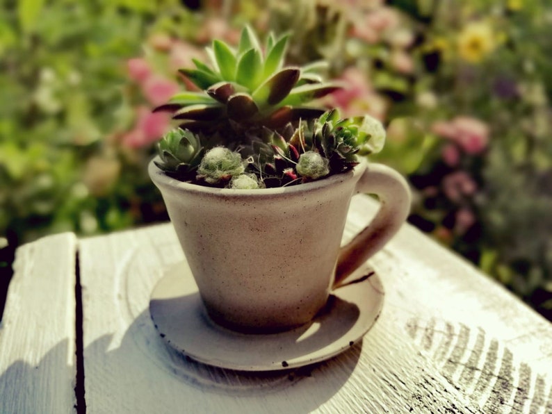 47+ Blumengefäß Zum Aufhängen, Du willst mehr grün und du kannst