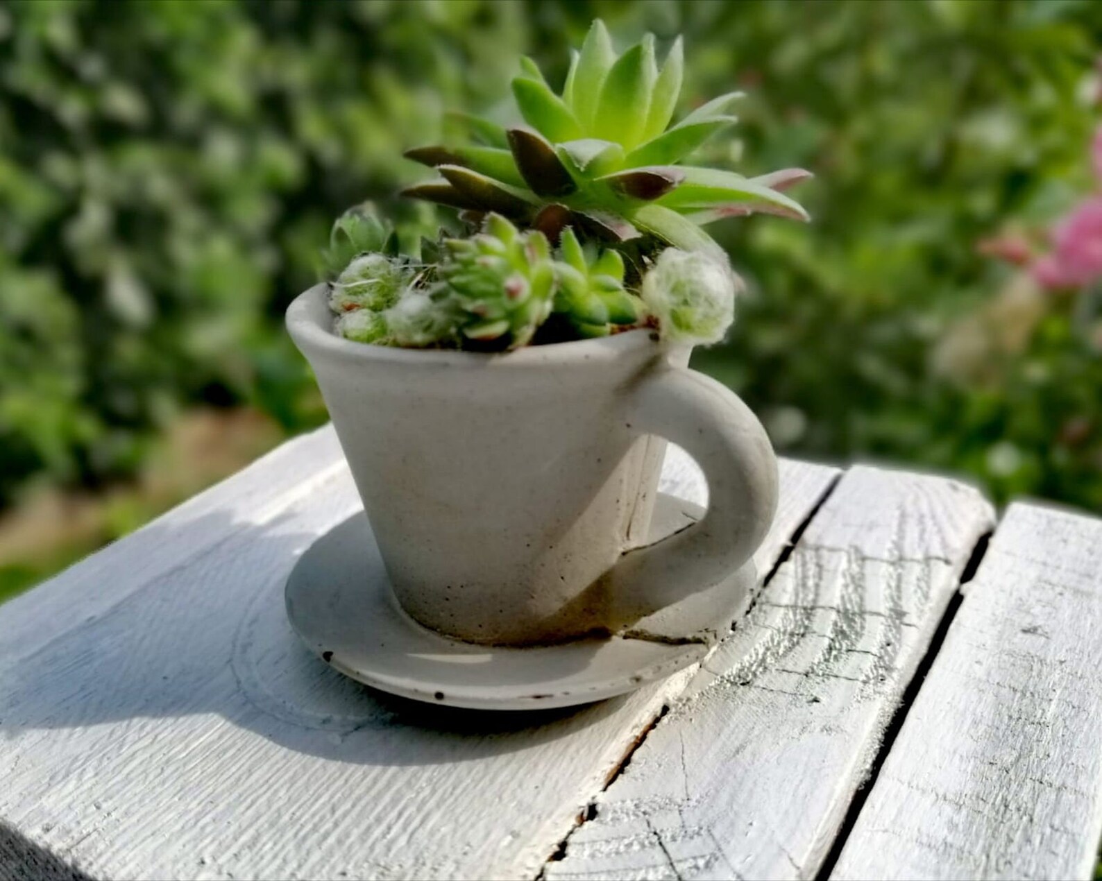 Kaffeetasse zum Bepflanzen Betondeko Pflanzkopf Pflanzgefäß Blumentopf