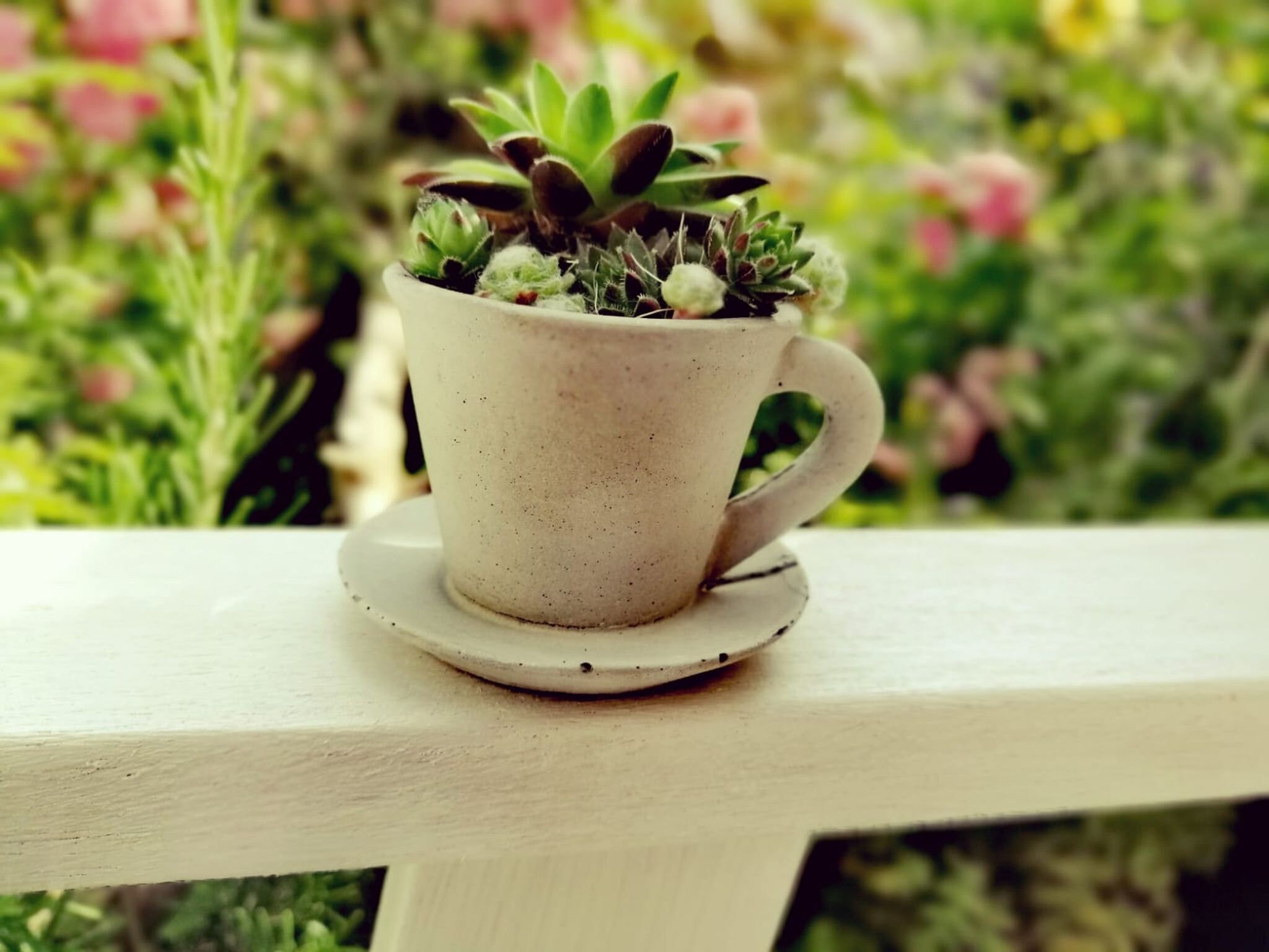 Kaffeetasse zum Bepflanzen Betondeko Pflanzkopf Pflanzgefäß Blumentopf