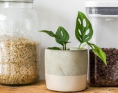 Monkey Mask plant Handmade Concrete Plant Pot Monstera Adansonii