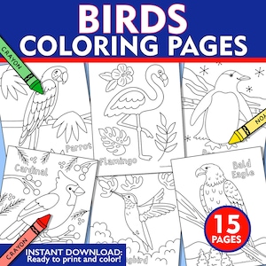 Bird Coloring Pages, Bird Coloring Sheets, Bird Identification Coloring Pages, Kids Bird Coloring Pages, Printable Coloring Pages, Bird ID