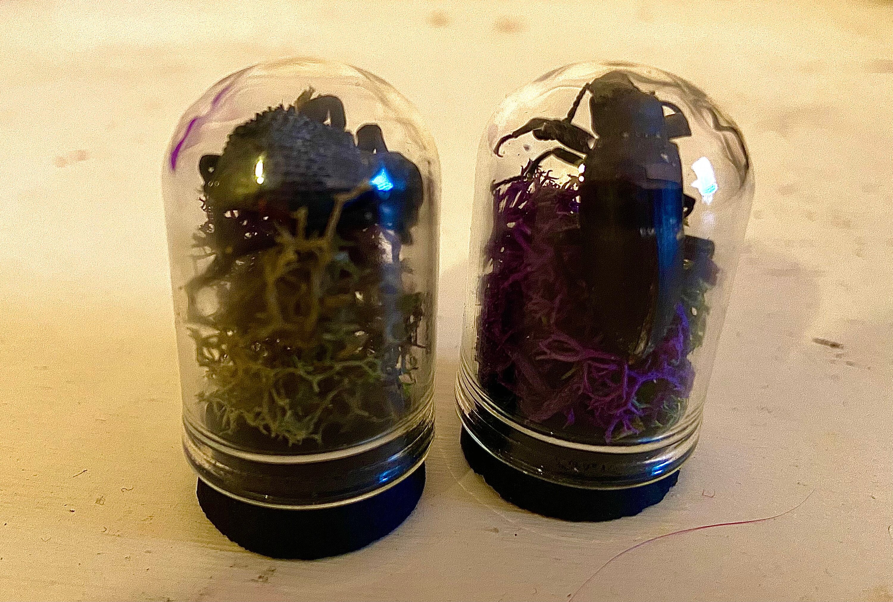 Mini beetle terrariums with purple and green moss Etsy