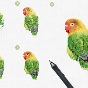 May include: A step-by-step guide on how to draw a lovebird using digital painting software. The image shows five stages of the drawing process, starting with a simple outline and ending with a detailed and realistic watercolor painting. The text "Realistic Watercolor Brushes for Clip Studio Paint" is visible at the top of the image.