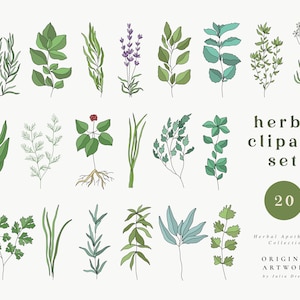 Conjunto de clipart de ervas - Download de ervas de jardim - Decoração de cozinha - Logo PNG - Download instantâneo - Manjericão - Alecrim - Tomilho - Salsa - Endro - Cebolinha