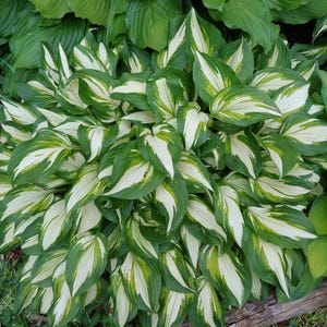 May include: A lush, vibrant hosta plant with large, heart-shaped leaves. The leaves display a striking pattern of green and white variegation, creating a visually appealing contrast. The plant is surrounded by other green foliage and a piece of wood.