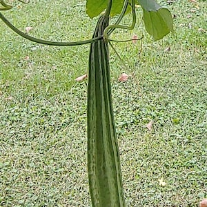 Chinese Okra Seed, Zucchini Alternative, Luffa Acutangula, Heirloom Vegetable garden Seed, Exfoliating body scrubber Sponge Gourd,