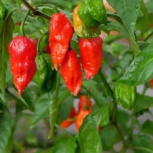 Ghost Pepper Seeds Bhut Jolokia EXTREMELY HOT  Organic non GMO