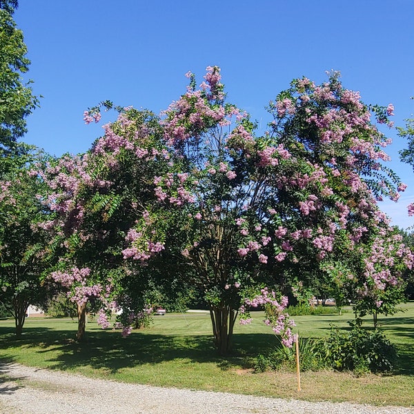 20 Lavender Purple Crepe Myrtle Cuttings Fragrant Fast growing Disease Pest Resistant 8 to 10 inches long