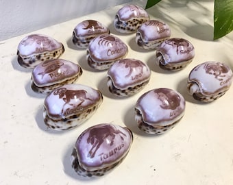 Vintage Complete Set of Zodiac Hand Carved Cowrie Spotted Sea Shells