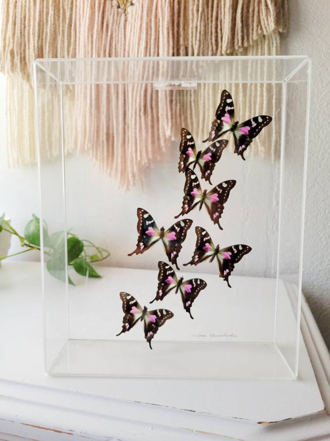 Butterfly Display Case Etsy