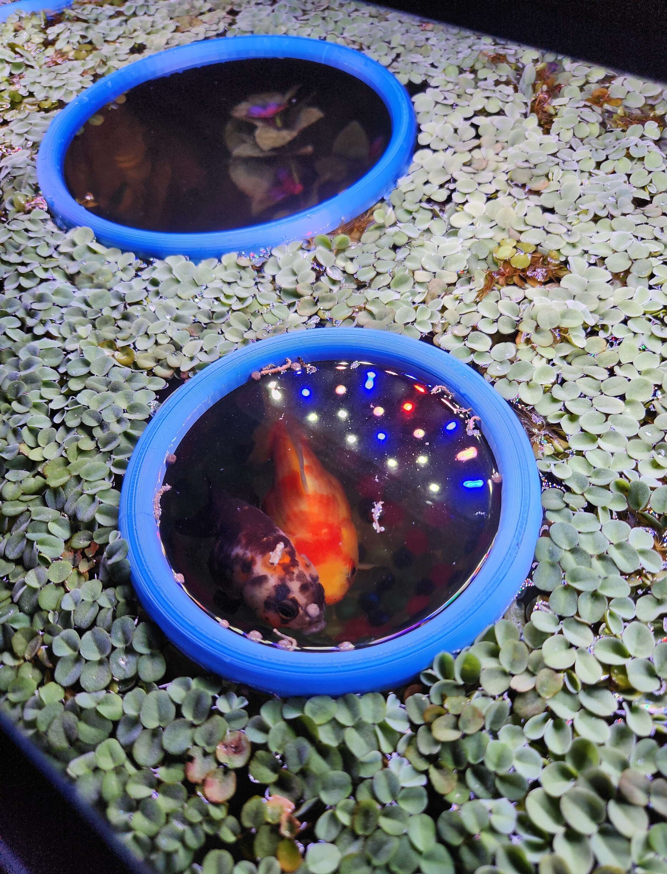 Large Floating Fish Aquarium Feeding Ring Set of 3 Barrier for Duckweed