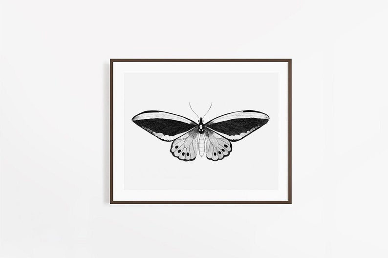 Vintage Butterfly Print Butterfly Wall Art Printable Wall Etsy