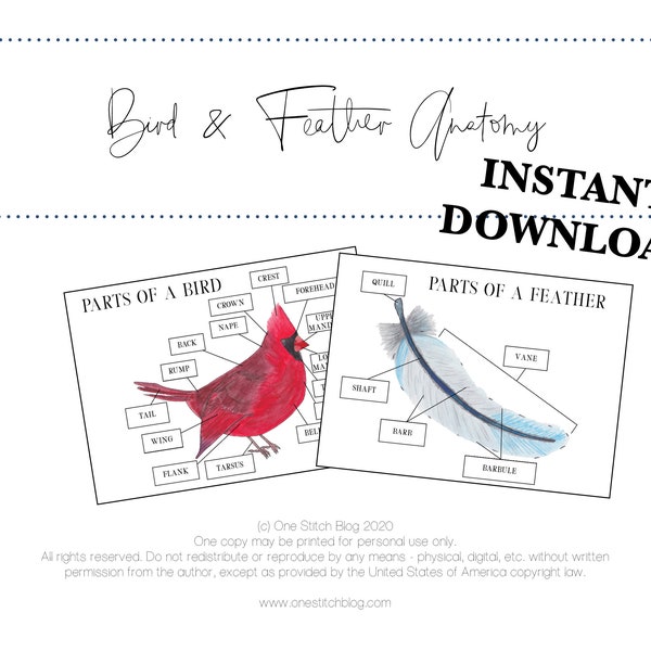 Bird & Feather Anatomy Printable, Homeschool Science Printable, Homeschool PDF, Bird and Feather Diagramming