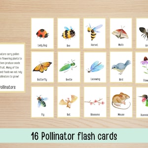 May include: Set of 16 colorful flash cards featuring various pollinators, including a bee, butterfly, hummingbird, and ladybug. The cards are illustrated with watercolor paintings and have the name of each pollinator printed below the image. The text "Pollinators" is printed at the top of the cards.