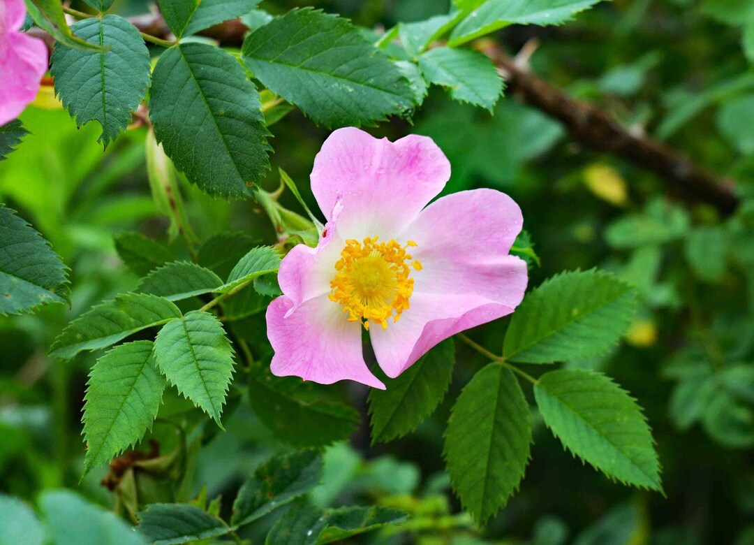 50 Newfoundland Wild Rose Seeds, Dog Rose, Rosa Rugosa, Perennial